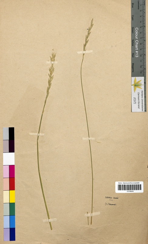 Bromus mollis (Poaceae)