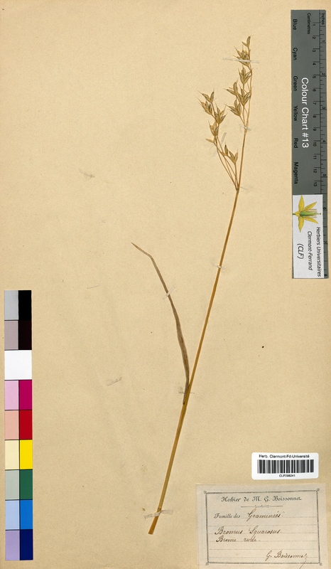 Bromus squarrosus (Poaceae)