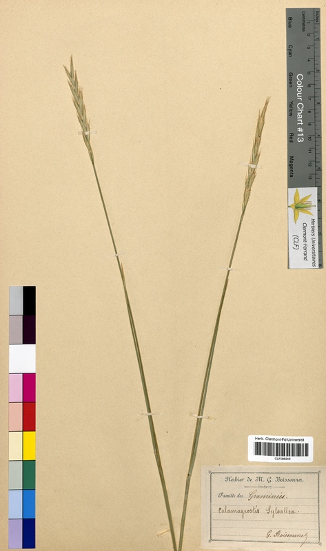 Calamagrostis silvatica (Poaceae)