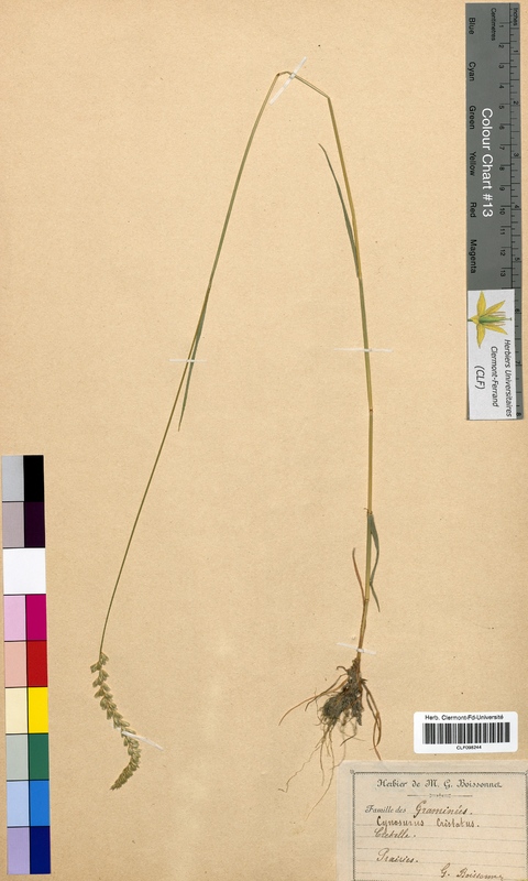 Cynosurus cristatus (Poaceae)