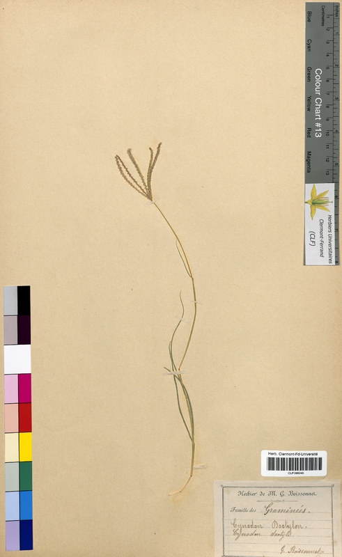 Cynodon dactylon (Poaceae)