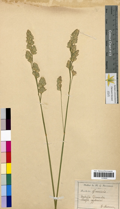 Dactylis glomerata (Poaceae)