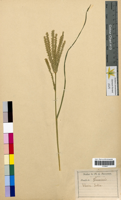 Eleusine indica (Poaceae)