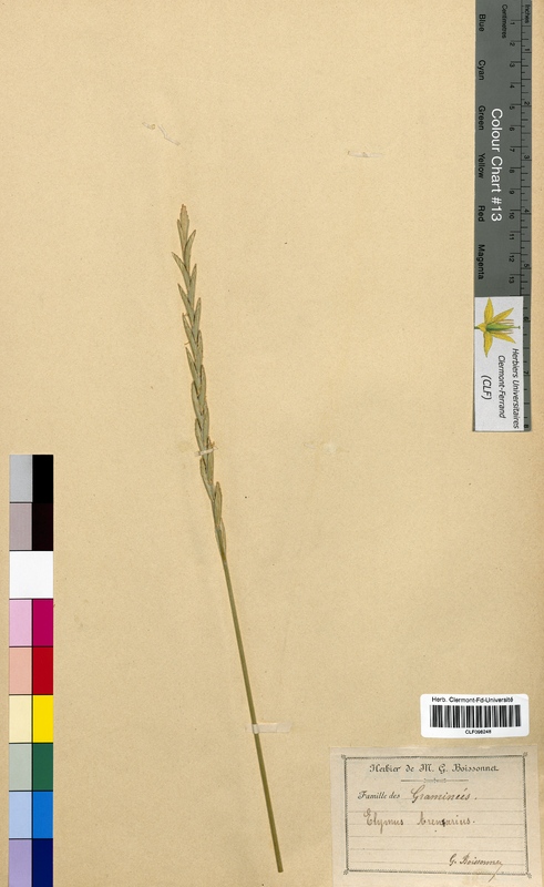 Elymus arenarius (Poaceae)