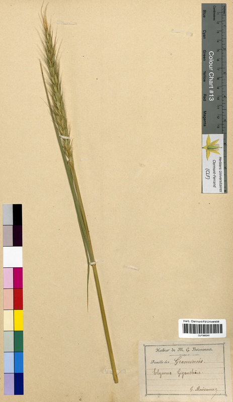 Elymus giganthius (Poaceae)