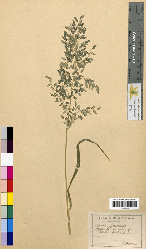 Eragrostis megastachya (Poaceae)