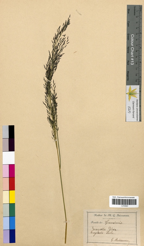Eragrostis pilosa (Poaceae)