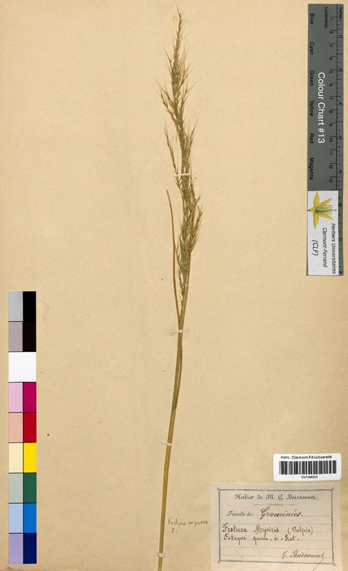 Festuca myuros (Poaceae)