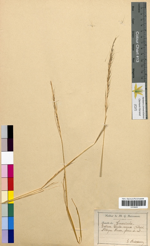 Festuca pseudomyuros (Poaceae)