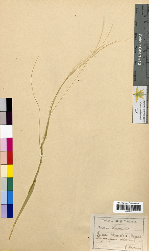 Festuca sciuroides (Poaceae)