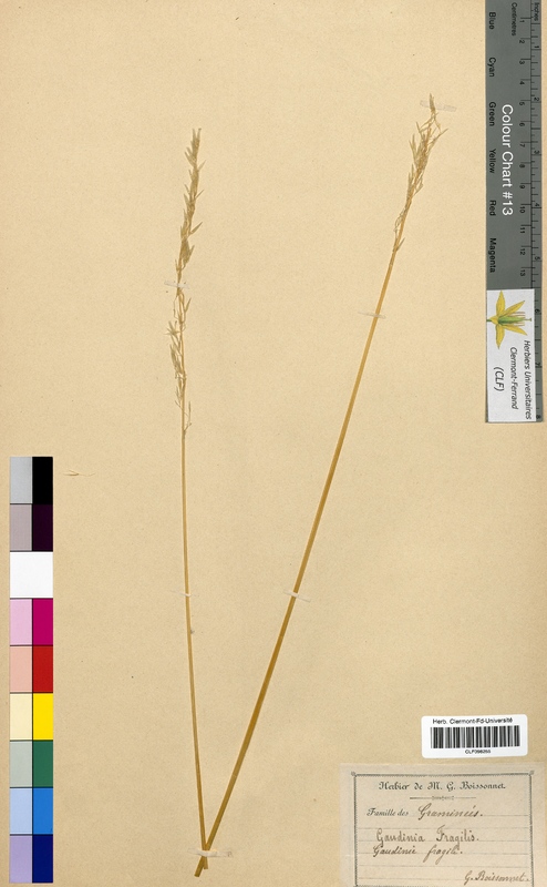 Gaudinia fragilis (Poaceae)