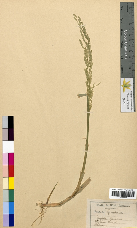 Glyceria airoides (Poaceae)