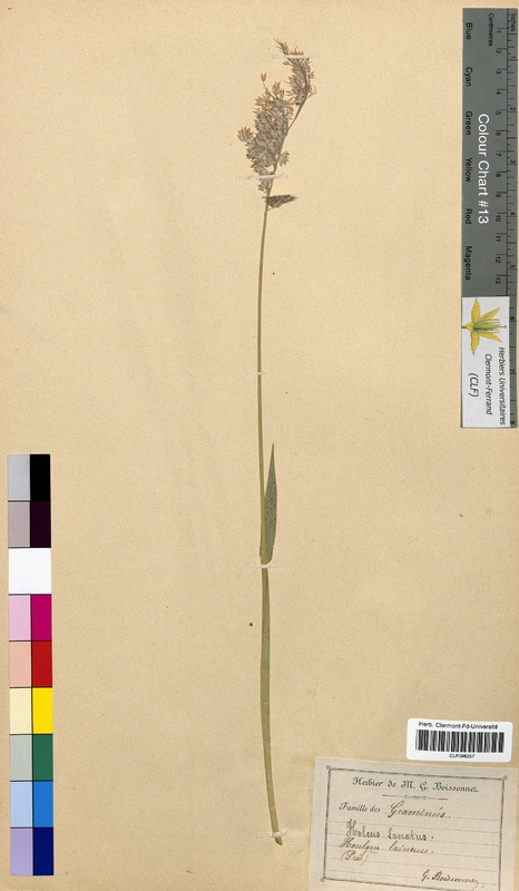 Holcus lanatus (Poaceae)