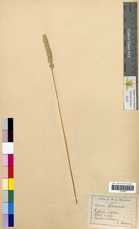 Koeleria cristata (Poaceae)