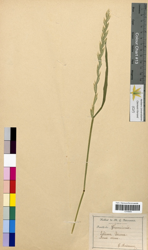 Lolium perenne (Poaceae)