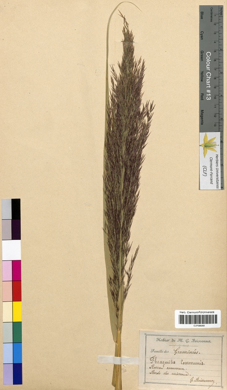Phragmites communis (Poaceae)