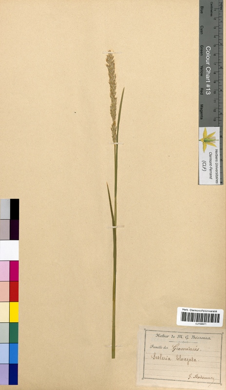 Sesleria elongata (Poaceae)