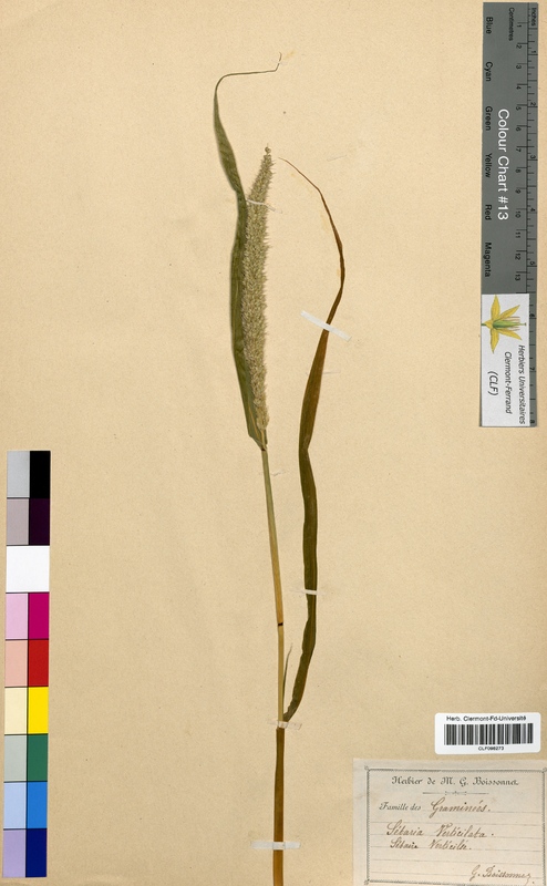 Setaria verticillata (Poaceae)
