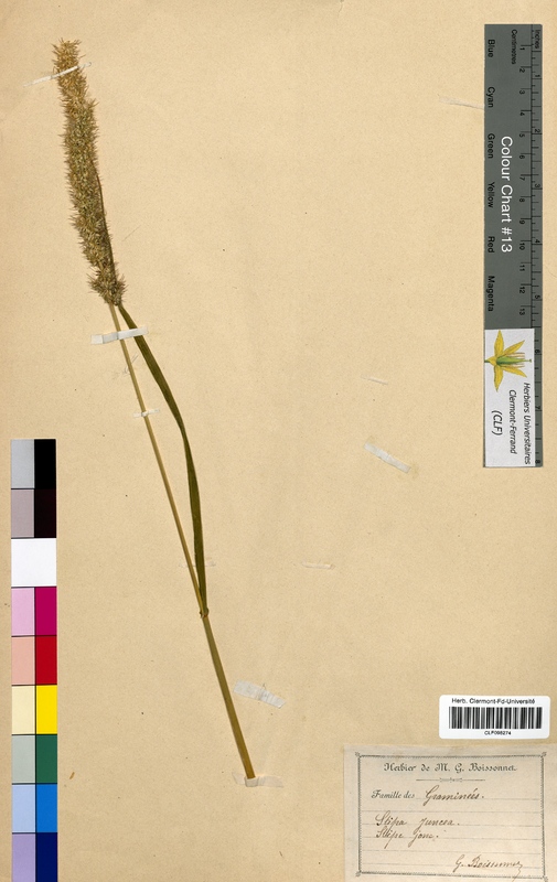 Stipa juncea (Poaceae)