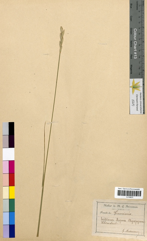 Triticum repens (Poaceae)