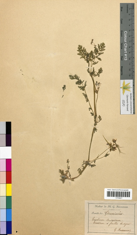 Erodium cicutarium (Geraniaceae)