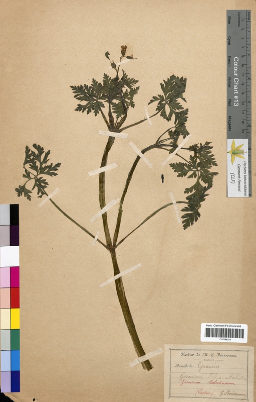 Geranium robertianum (Geraniaceae)