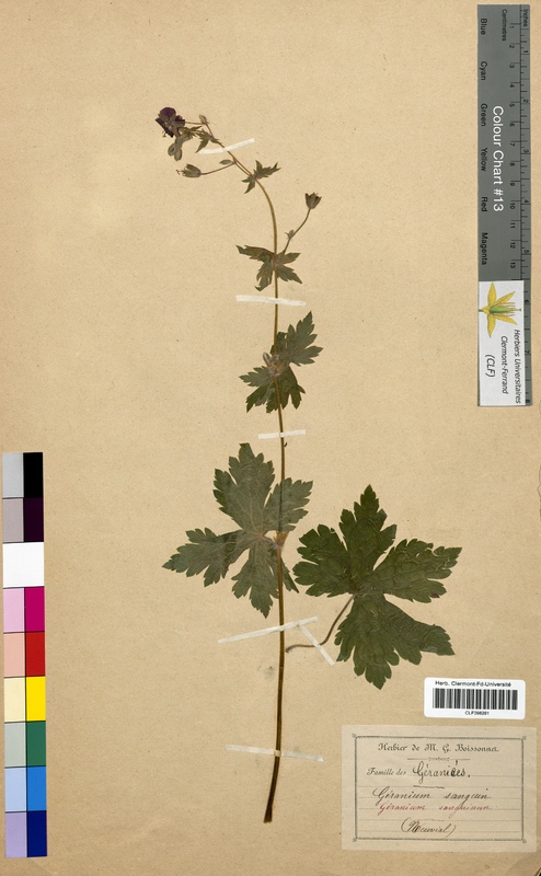 Geranium sanguineum (Geraniaceae)