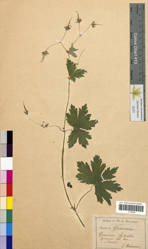 Geranium sylvaticum (Geraniaceae)