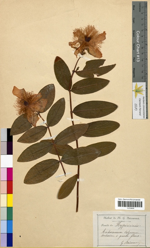 Androsaemum calycinum (Hypericaceae)