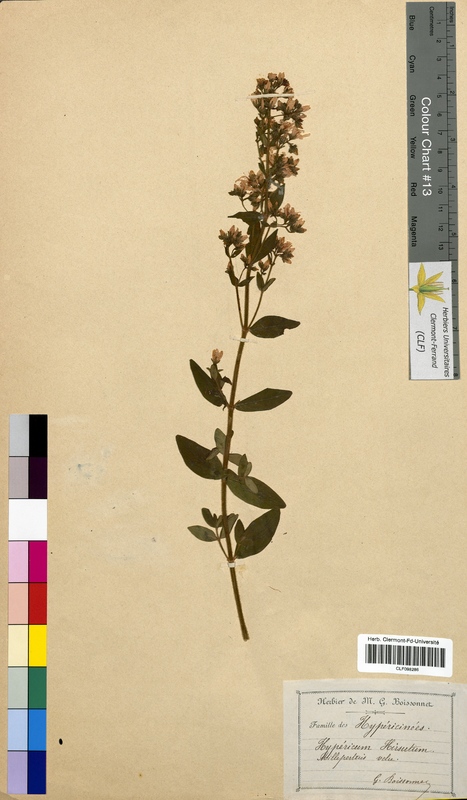Hypericum hirsutum (Hypericaceae)