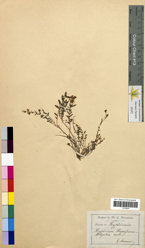 Hypericum humifusum (Hypericaceae)