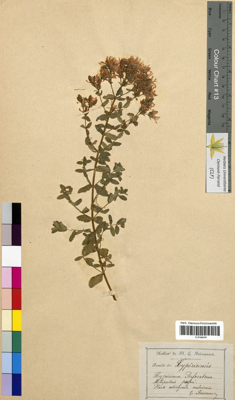 Hypericum perforatum (Hypericaceae)