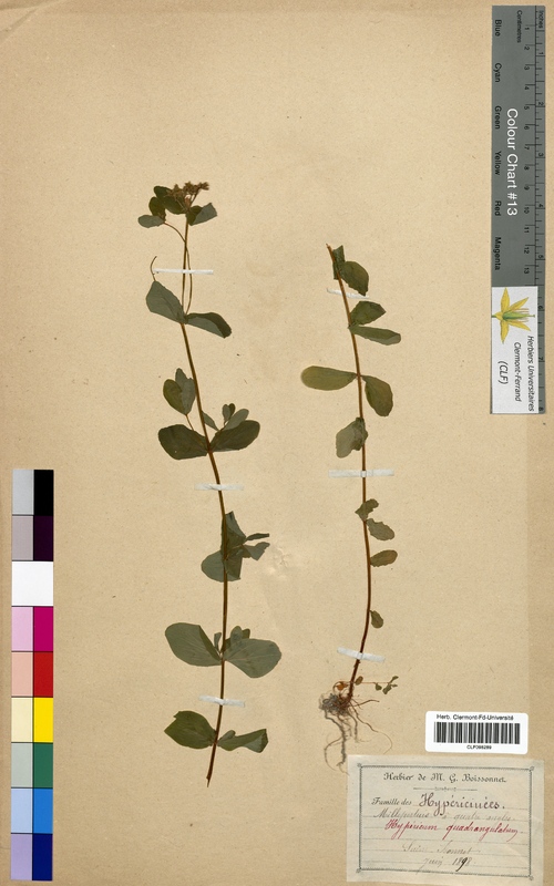 Hypericum quadrangulum (Hypericaceae)
