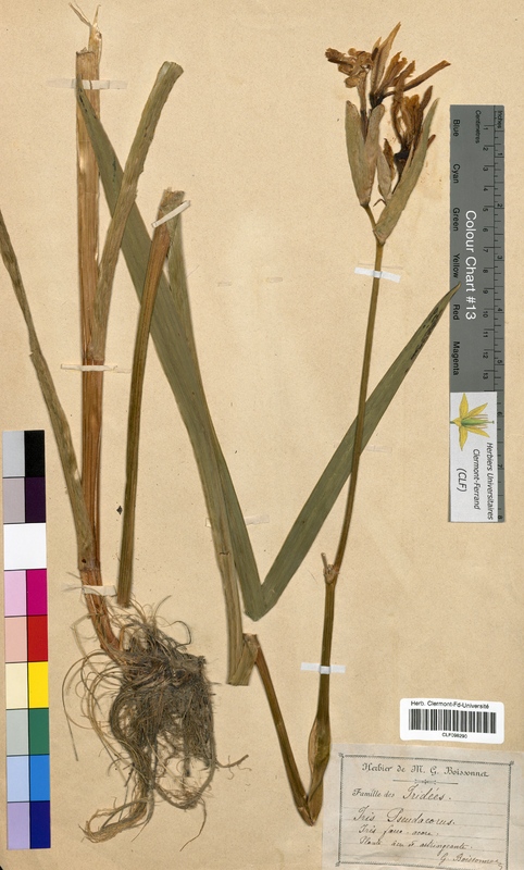 Iris pseudacorus (Iridaceae)