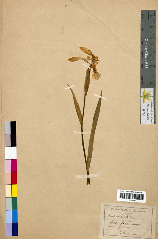 Iris pseudacorus (Iridaceae)