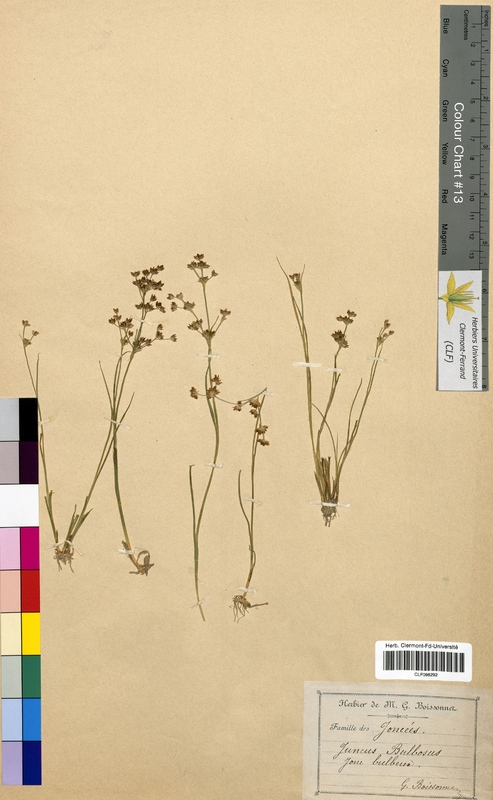 Juncus bulbosus (Juncaceae)