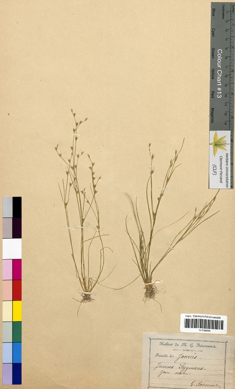 Juncus pygmaeus (Juncaceae)