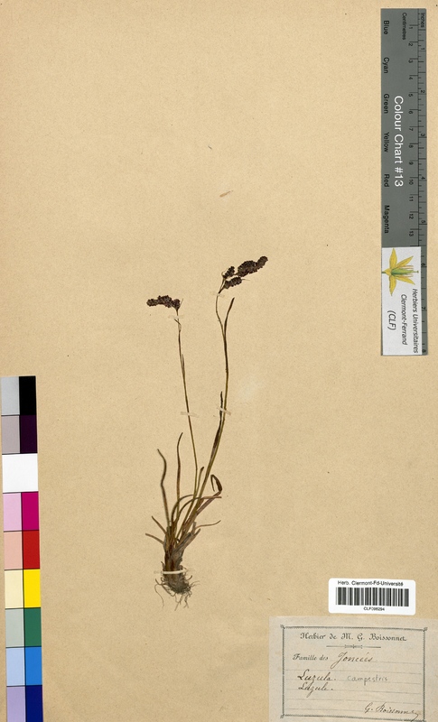 Luzula campestris (Juncaceae)