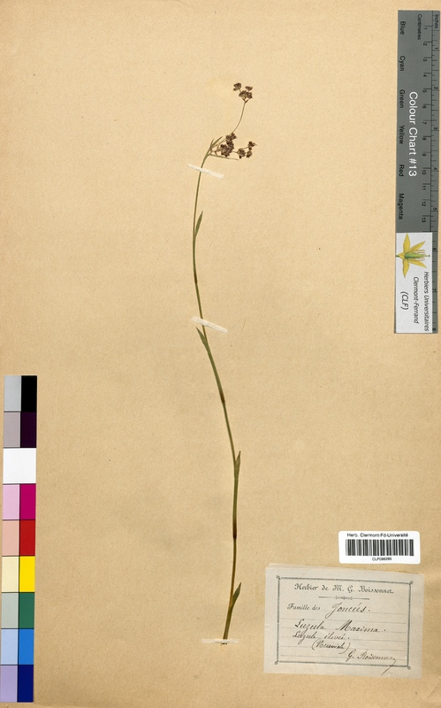 Luzula maxima (Juncaceae)