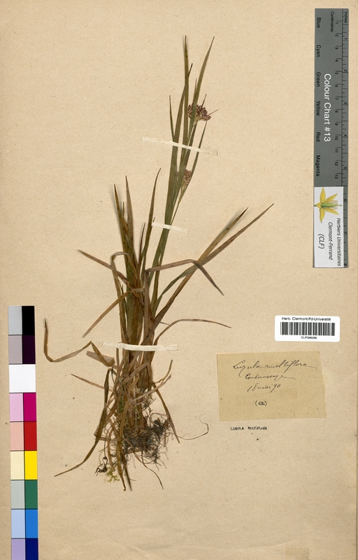 Luzula multiflora (Juncaceae)
