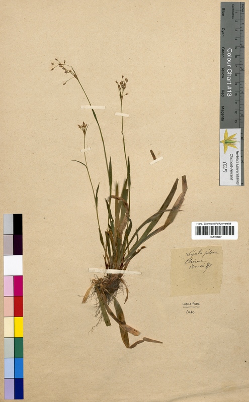 Luzula pilosa (Juncaceae)