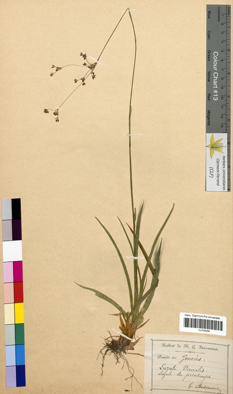 Luzula vernalis (Juncaceae)