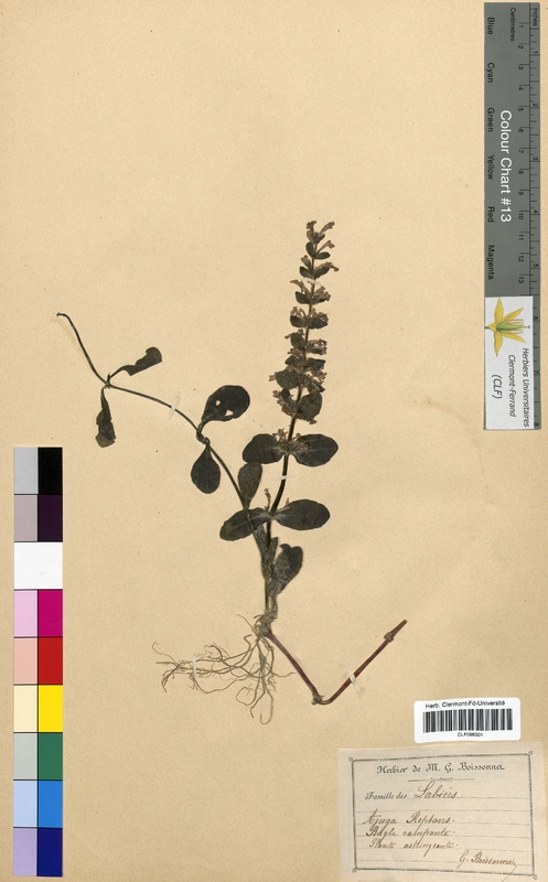 Ajuga reptans (Lamiaceae)