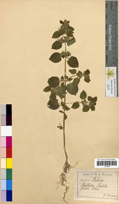 Ballota foetida (Lamiaceae)