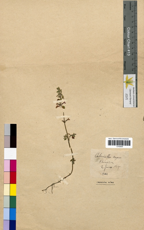 Calamintha acinos (Lamiaceae)