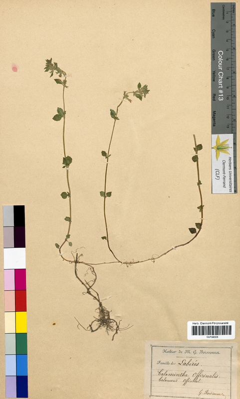 Calamintha officinalis (Lamiaceae)