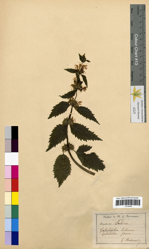Galeobdolon luteum (Lamiaceae)