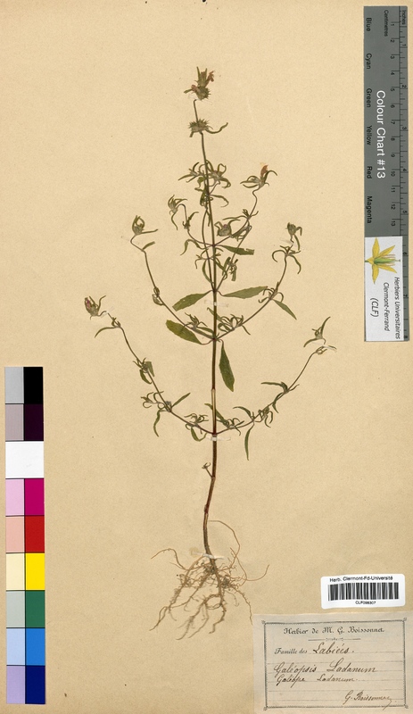 Galeopsis ladanum (Lamiaceae)