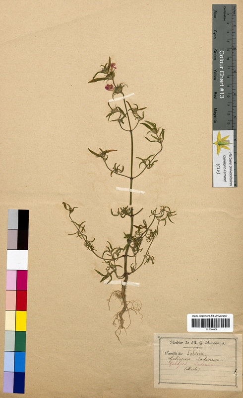 Galeopsis ladanum (Lamiaceae)