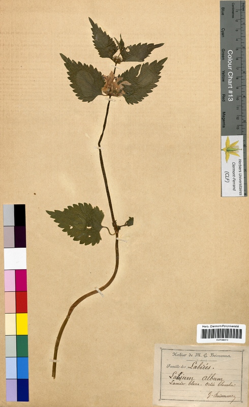 Lamium album (Lamiaceae)
